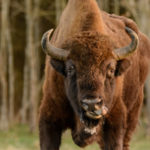 Le bison d’Europe, récit d’une réintroduction réussie