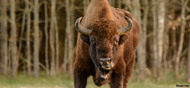 Bison bonasus