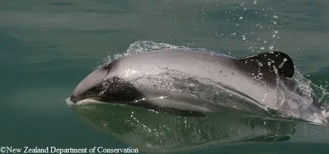 Un dauphin d'Hector appartenant à la sous-espèce du dauphin Maui