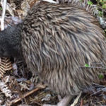 Kiwis d’Okarito : l’espèce continue à croître !