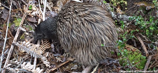 kiwi okarito