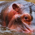 Le secret des hippopotames contre les coups de soleil