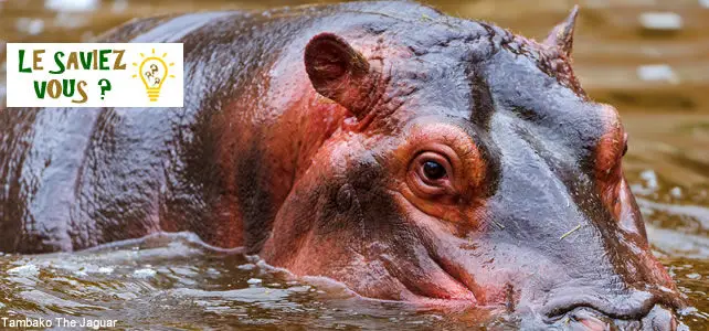 sueur de sang hippopotame