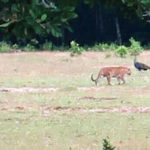 Panthère ou tigre, l’île de Java au cœur d’un grand mystère