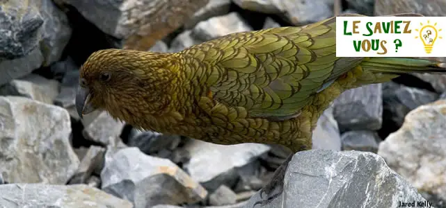 perroquet endémique nouvelle zelande