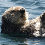 La loutre de mer : une espèce menacée passée sous silence