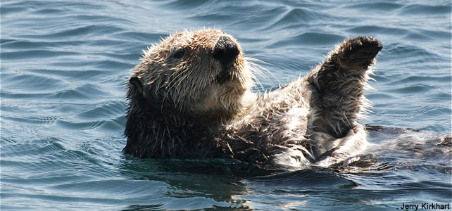 La Loutre De Mer Menacee Par L Homme Et Le Rechauffement Climatique