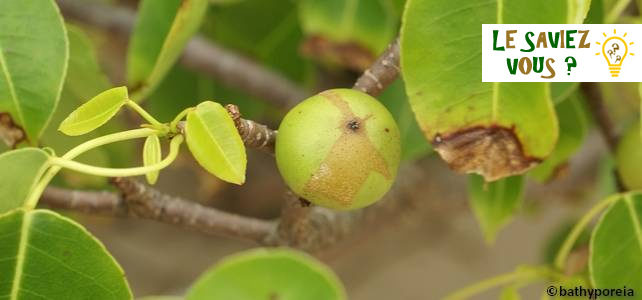Fruit de mancenillier, l'arbre le plus dangereux du monde