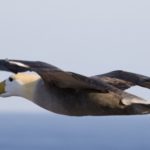 L’albatros des Galápagos