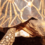 L’incroyable renaissance de la tortue étoilée de Birmanie