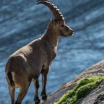 Insolite : le bouquetin des Alpes sauvé par la création d’une réserve de chasse
