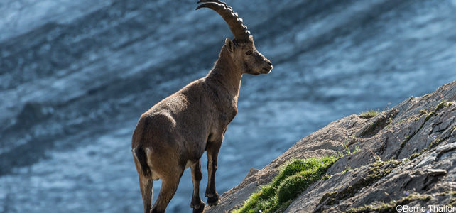 Capra Ibex