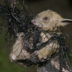 Sur 17 mammifères menacés de disparition en France, 8 sont des chauves-souris