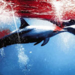 Le film « The Cove » met le projecteur sur la chasse des dauphins au Japon