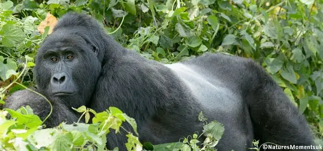 Un dos argenté Gorilla beringei beringei