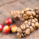Kopi luwak : le café récolté dans des crottes