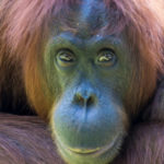 Une nouvelle espèce d’orang-outan découverte sur l’île de Sumatra