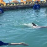 Une femelle vaquita meurt des suites d’une tentative de capture