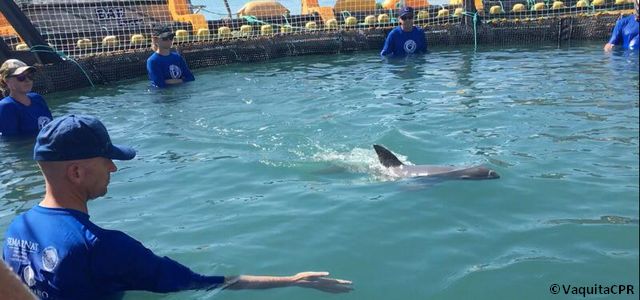 Un vaquita capturé dans le cadre du VaquitaCPR au Mexique