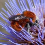 Le bourdon géant ou bourdon de Dahlbom