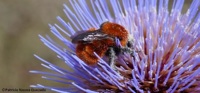 Bombus dahlbomii à la recherche de nectar et de pollens