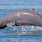 Le dauphin d’Irrawaddy et le marsouin aptère ont perdu la moitié de leurs effectifs