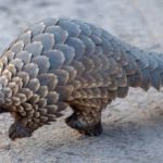 Saisie record en Chine : 12 tonnes d’écailles de pangolins interceptées