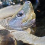 250 oeufs d’une tortue en danger critique d’extinction découverts à Sumatra