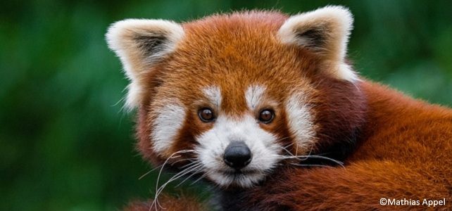 Le panda roux, une espèce en danger à l'état sauvage