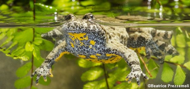 Un crapaud à ventre jaune des Appenins sous l'eau