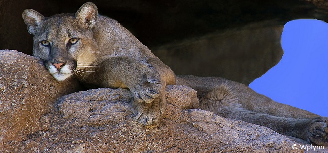 le puma en voie de disparition