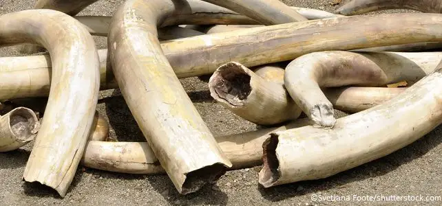 Trafic d'ivoire