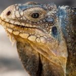 L’iguane des Petites Antilles