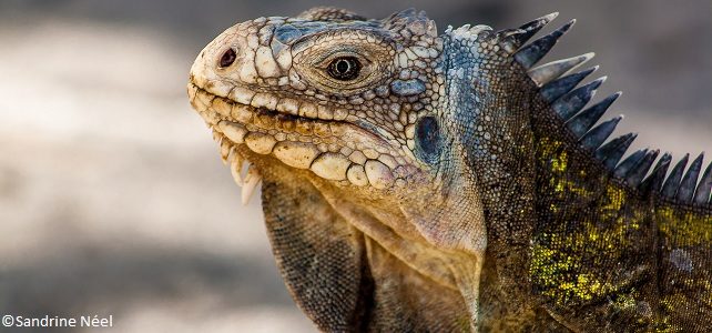 Iguana delicatissima