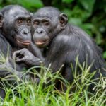 Le bonobo, un singe peu connu qui pourrait bientôt s’éteindre