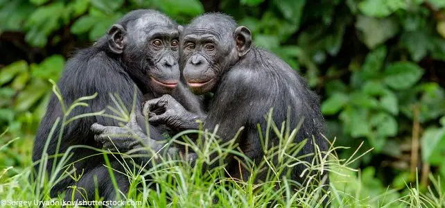 Bonobo, singe menacé