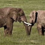 Après la Chine, Hong Kong vote l’interdiction de la vente d’ivoire