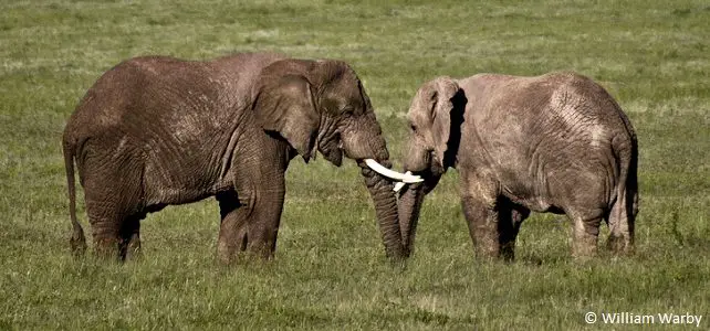 Éléphants en Tanzanie