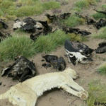 34 condors des Andes empoisonnés en Argentine par un pesticide