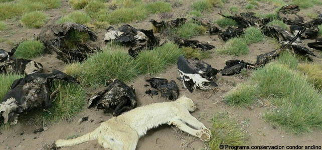 un puma et des condors morts