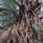 Le figuier étrangleur, un arbre qui tue pour survivre