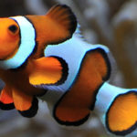 Les poissons-clowns ne naissent jamais femelles