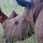 Le braconnage des rhinocéros recule mais reste élevé en Afrique du Sud