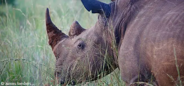 Rhinocéros en Afrique du Sud