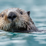 La loutre de mer