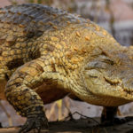 Les reptiles, produits phares des exportations de l’Afrique vers l’Asie