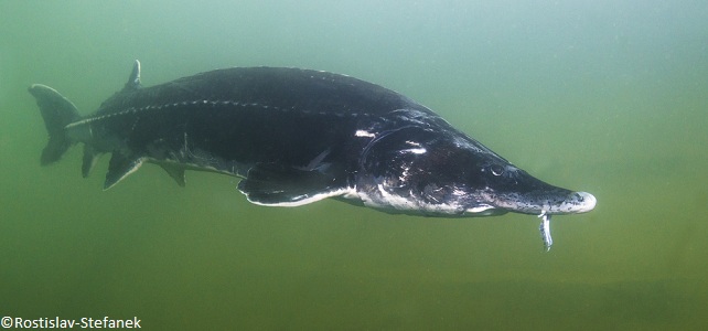 Le Beluga Europeen Gravement Menace Par Le Commerce Du Caviar