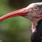 L’ibis chauve