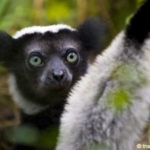 Les lémuriens de Madagascar braconnés pour leur viande