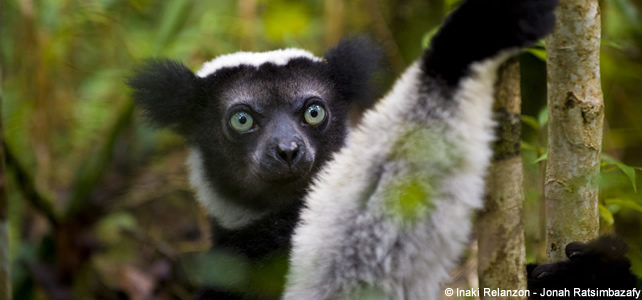 lémurien madagascar